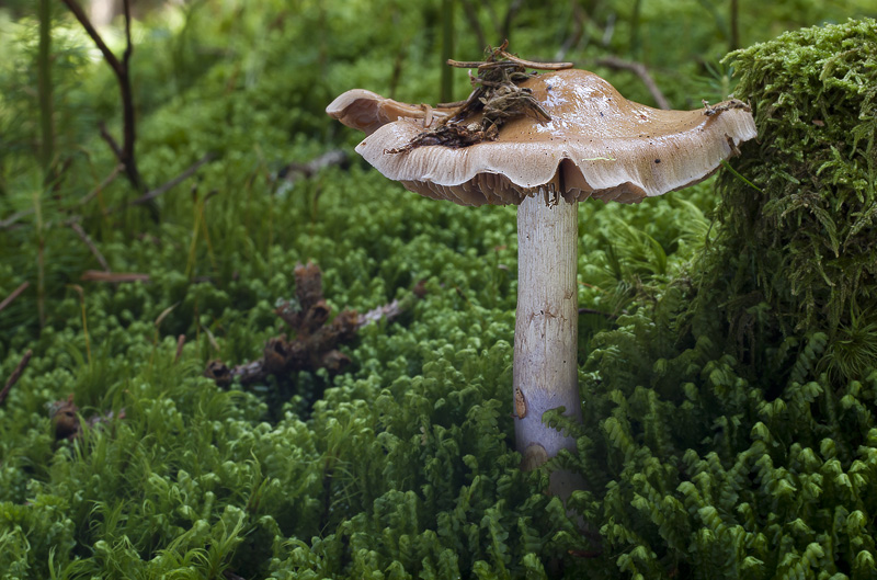 Cortinarius stillatitius